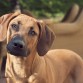 http://listadoderazasdeperrosygatos.blogspot.com/2015/02/raza-rhodesian-ridgeback.html